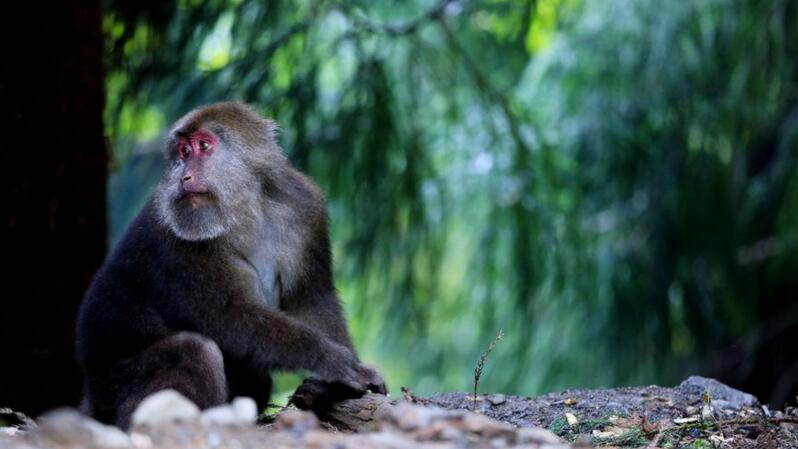点击大图看下一张：太阳湾的山猴