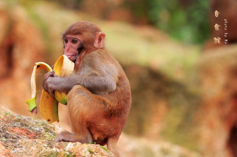 点击大图看下一张：贪食的一只猴子