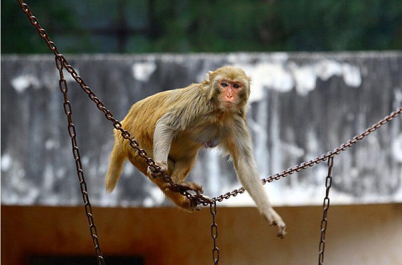 点击大图看下一张：铁链上玩耍的猴子