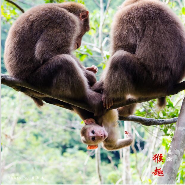 点击大图看下一张：武夷大安源猴子