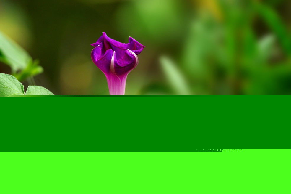 点击大图看下一张：下午的喇叭花