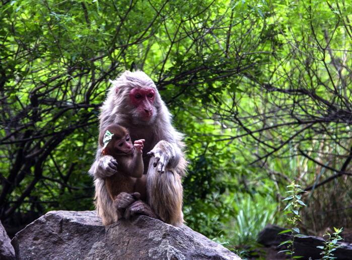 点击大图看下一张：房山猴趣图