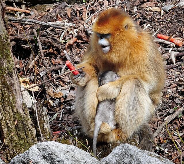点击大图看下一张：刚出生的金丝猴宝宝
