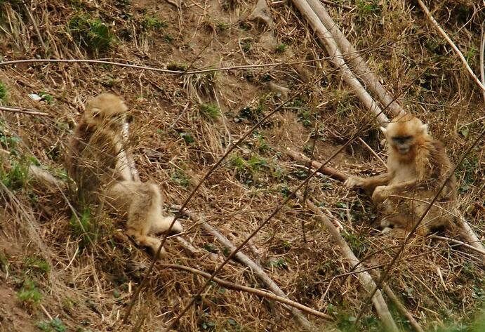 点击大图看下一张：华阳金丝猴