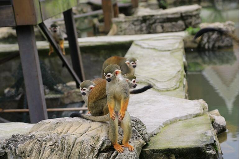 点击大图看下一张：松鼠猴的叫声共有26种