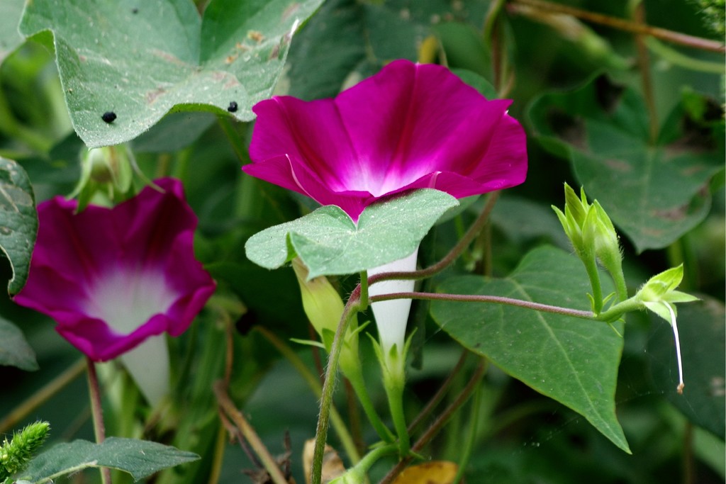 点击大图看下一张：红色喇叭花