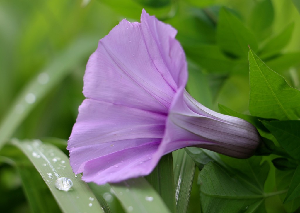 点击大图看下一张：喇叭花和小蜜