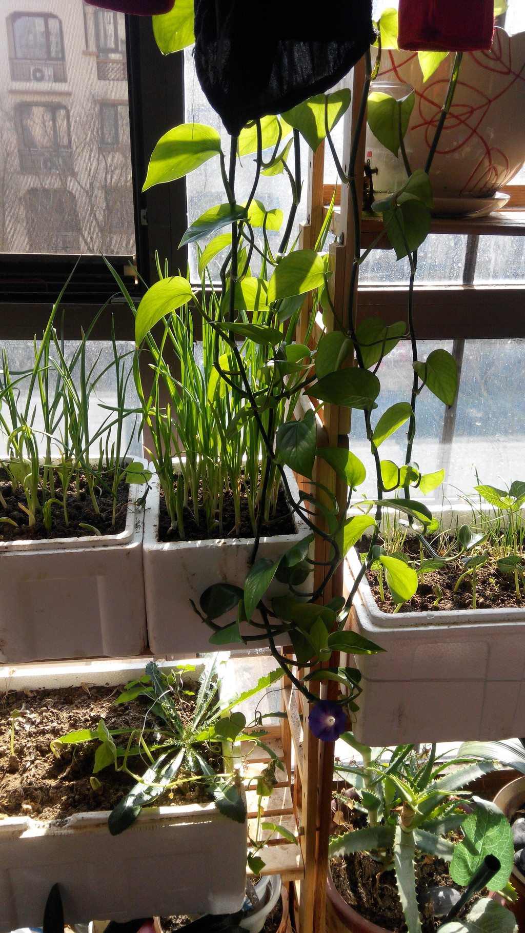 点击大图看下一张：喇叭花开在三九