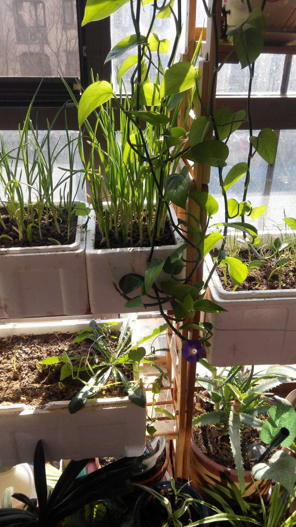 点击大图看下一张：喇叭花开在三九