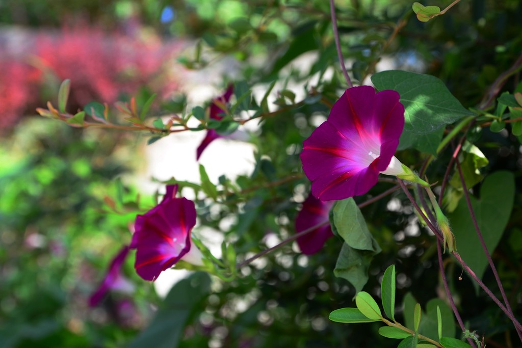 点击大图看下一张：攀附之物喇叭花