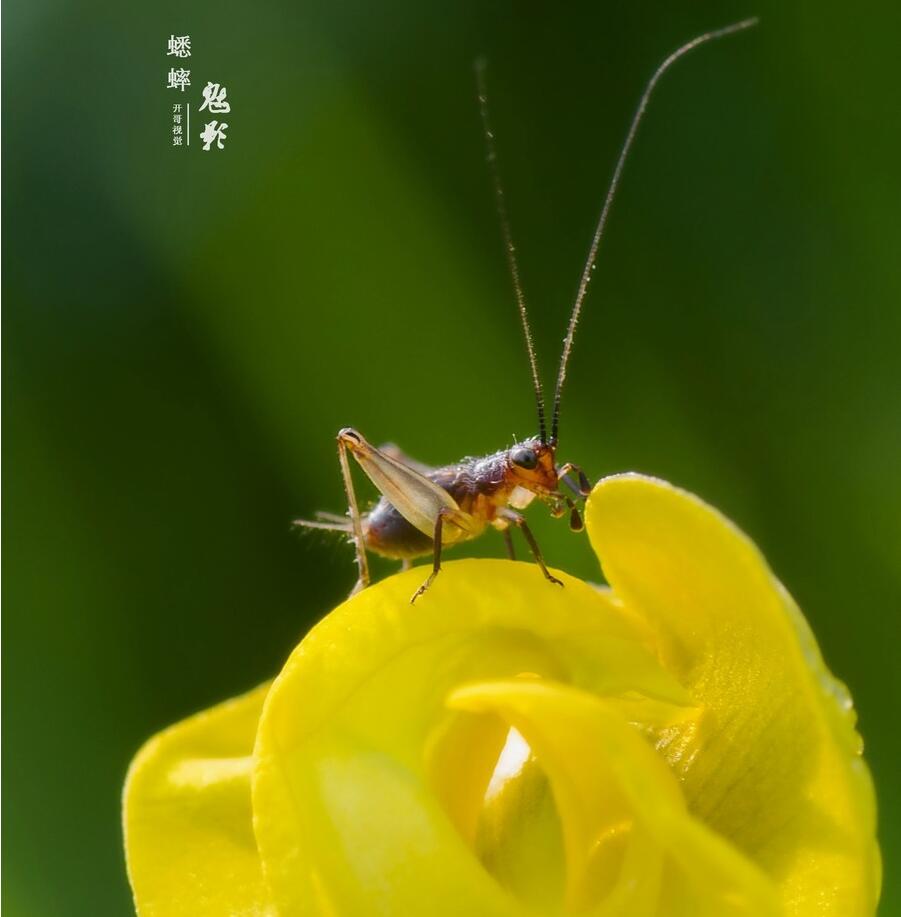 点击大图看下一张：感悟独行侠蟋蟀