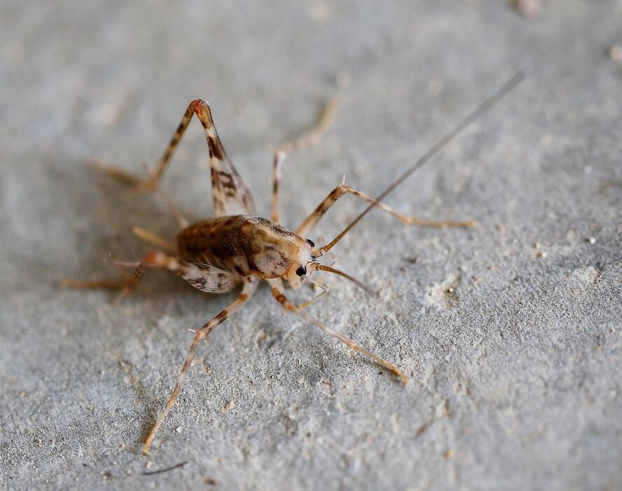 点击大图看下一张：近距观察蟋蟀