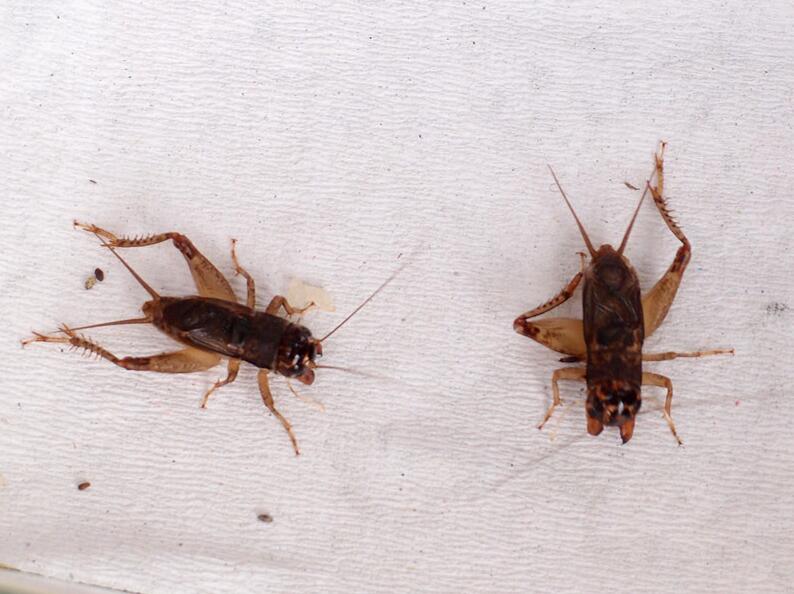 点击大图看下一张：来看斗蟋蟀