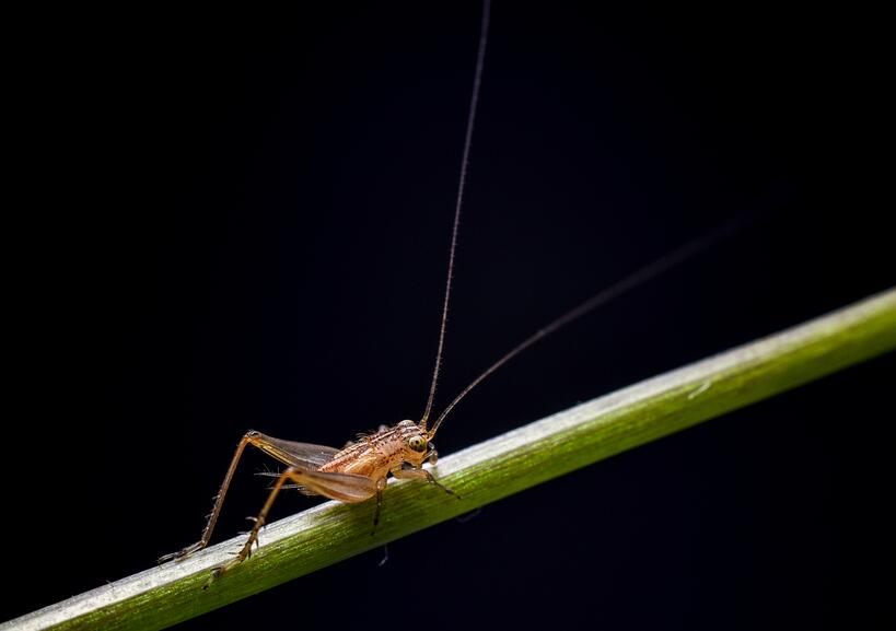 点击大图看下一张：微距拍摄小蟋蟀