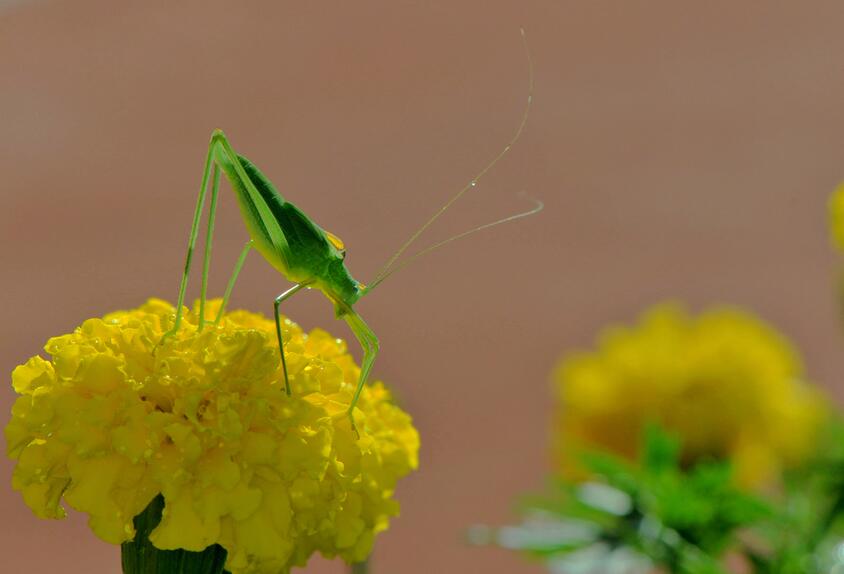 点击大图看下一张：蟋蟀站在花朵上