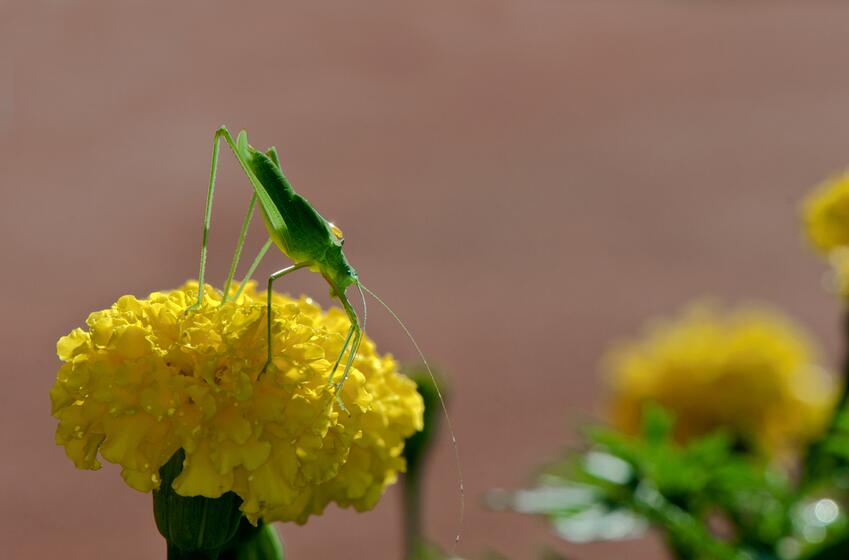 点击大图看下一张：蟋蟀站在花朵上