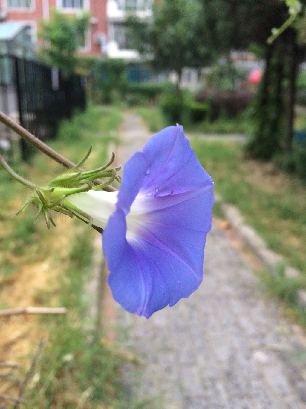 点击大图看下一张：带着雨露的蓝色喇叭花