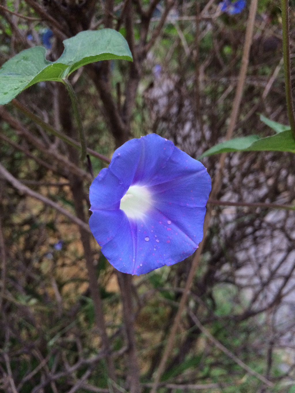 点击大图看下一张：带着雨露的蓝色喇叭花