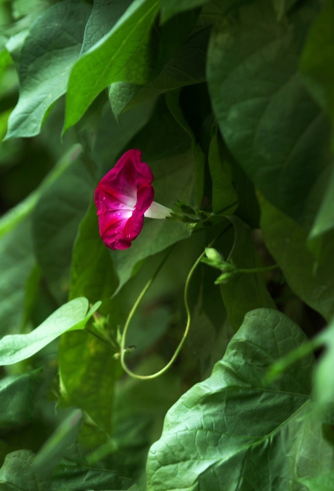点击大图看下一张：几朵红喇叭花