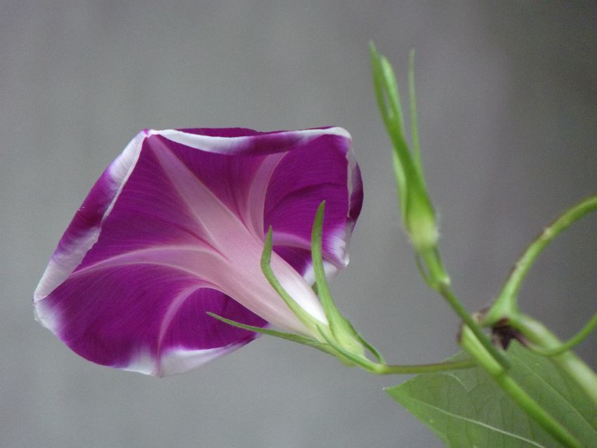 点击大图看下一张:喇叭花开进行时