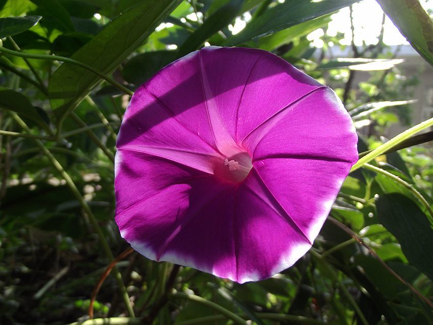 点击大图看下一张：喇叭花赞歌