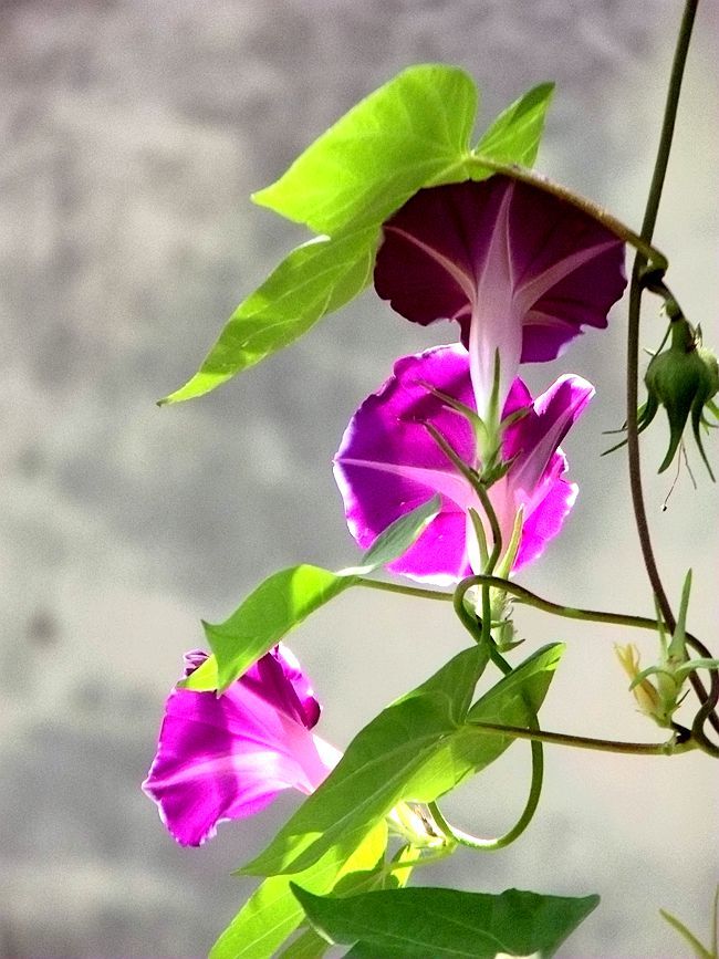 点击大图看下一张：秋日喇叭花