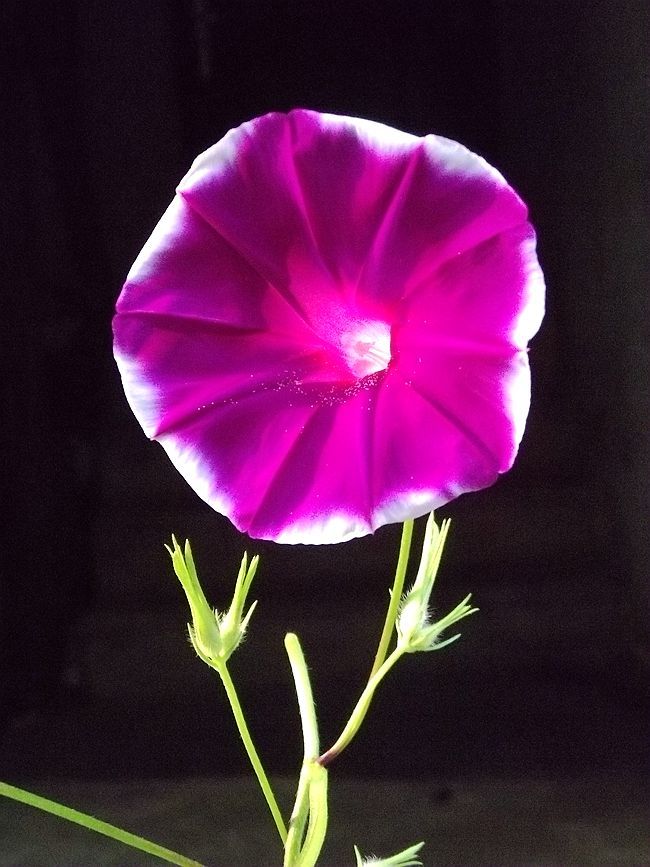 点击大图看下一张：秋日喇叭花