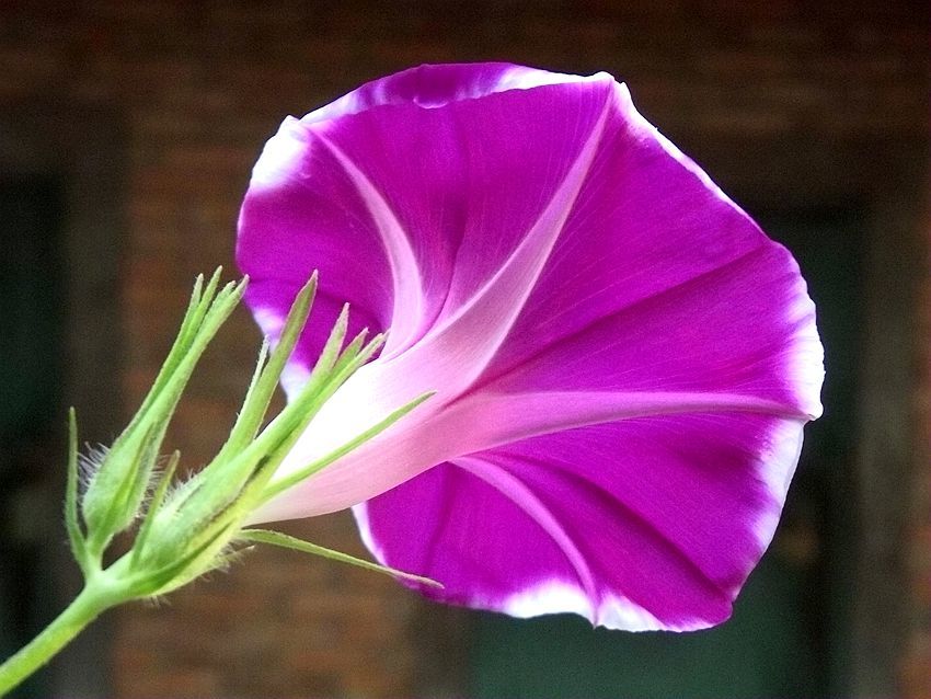 点击大图看下一张：秋日喇叭花