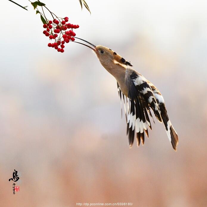 点击大图看下一张：戴胜鸟与红果子