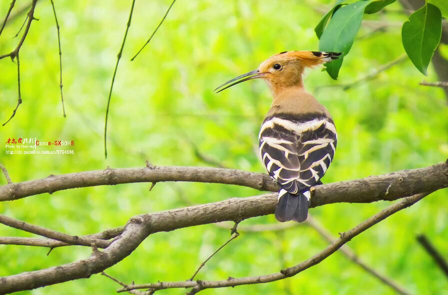 点击大图看下一张：树枝上的戴胜鸟