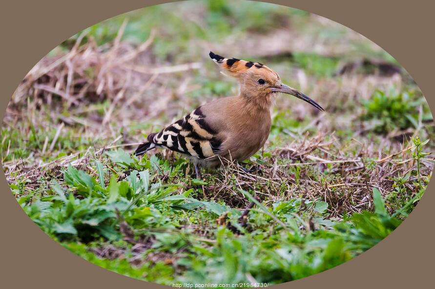 点击大图看下一张：武汉湿地遇见戴胜鸟