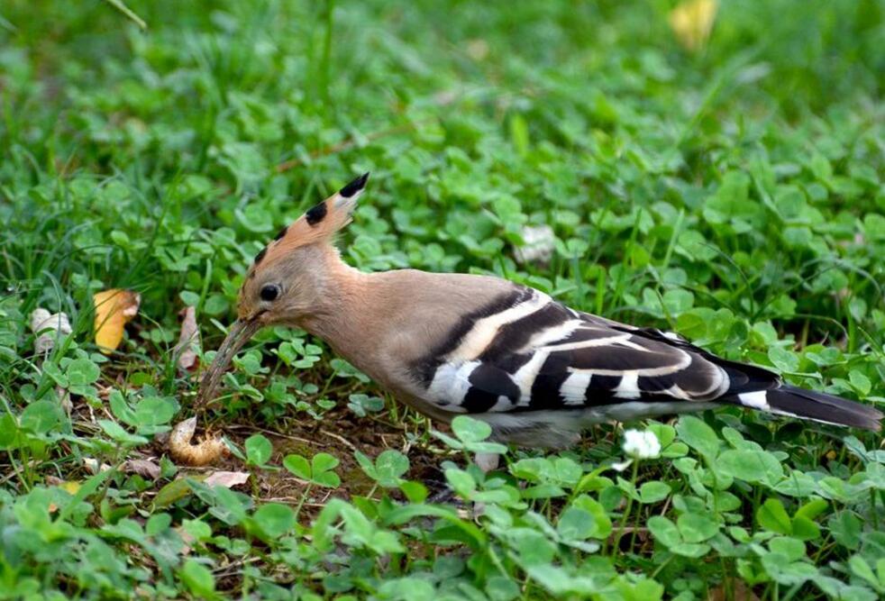 点击大图看下一张：捉虫能手戴胜鸟