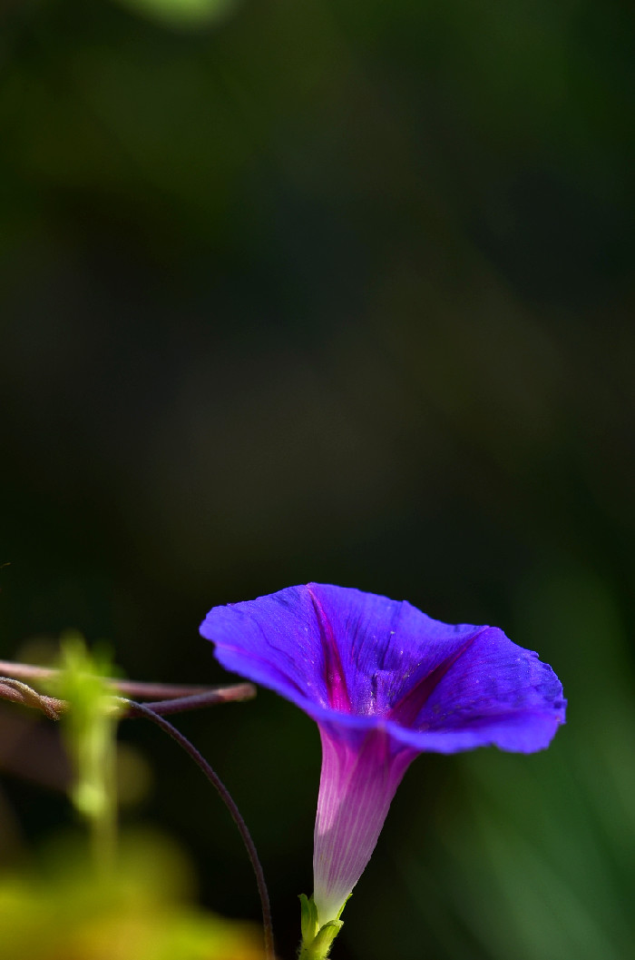 点击大图看下一张：紫色喇叭花