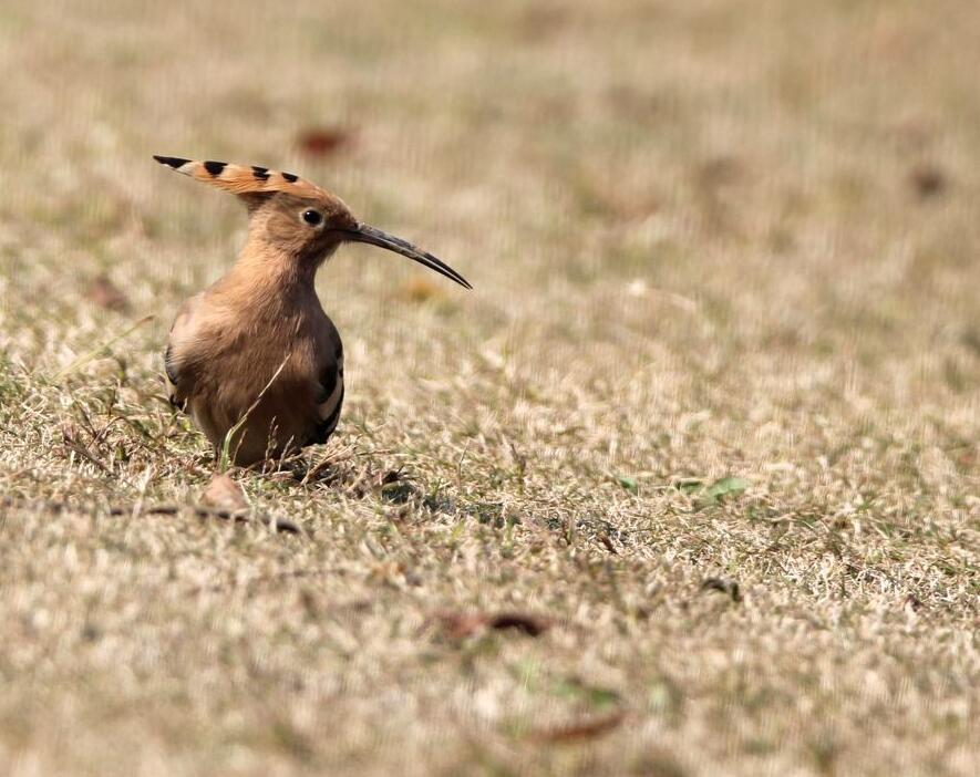 点击大图看下一张：草地上的戴胜鸟