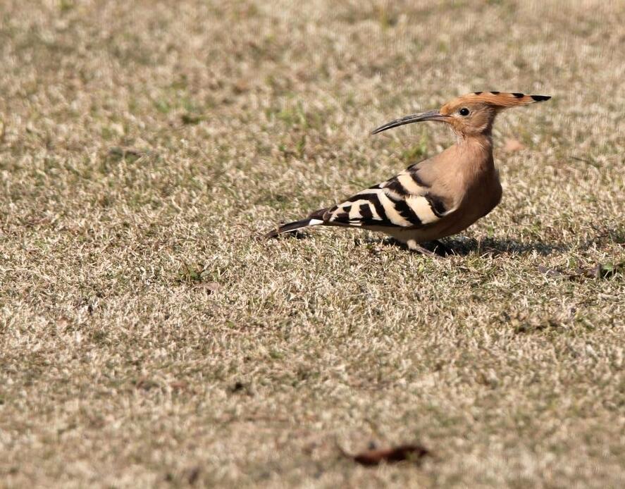 点击大图看下一张:草地上的戴胜鸟