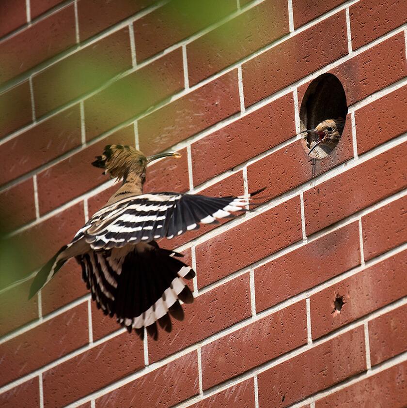 点击大图看下一张：戴胜鸟喂雛