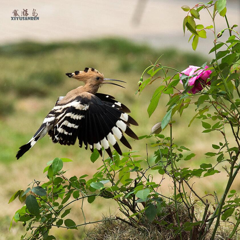 点击大图看下一张：戴胜鸟嬉花