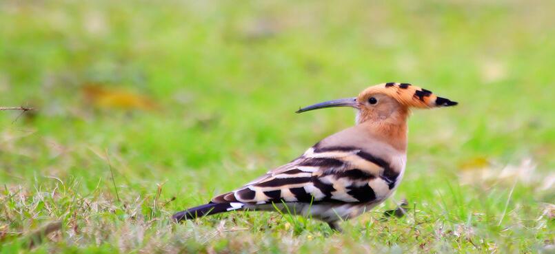 点击大图看下一张：偶遇戴胜鸟