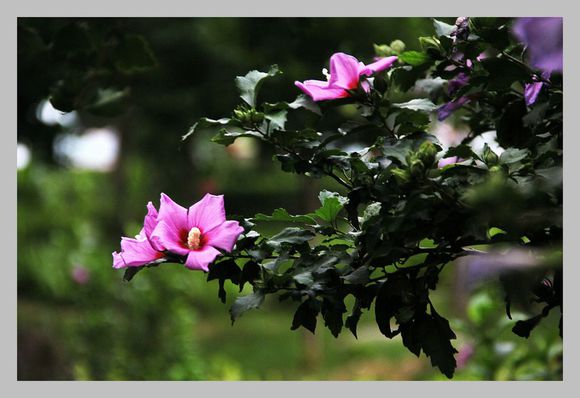 点击大图看下一张：粉红木槿花图片