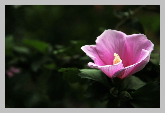 点击大图看下一张：粉红木槿花图片