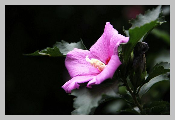 点击大图看下一张：粉红木槿花图片