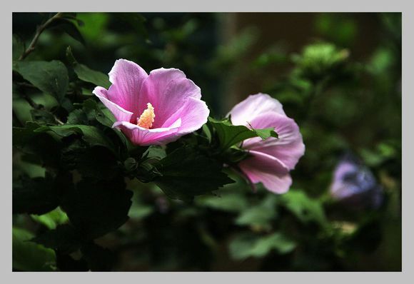 点击大图看下一张:粉红木槿花图片