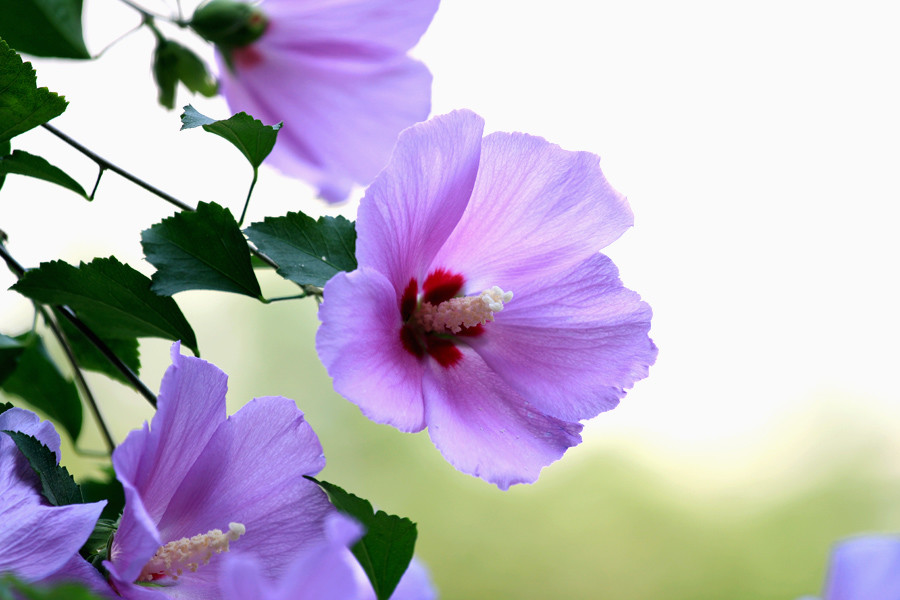 点击大图看下一张:木槿花摄于南京