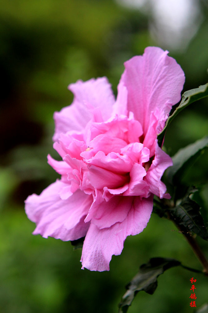 点击大图看下一张：秋天木槿花