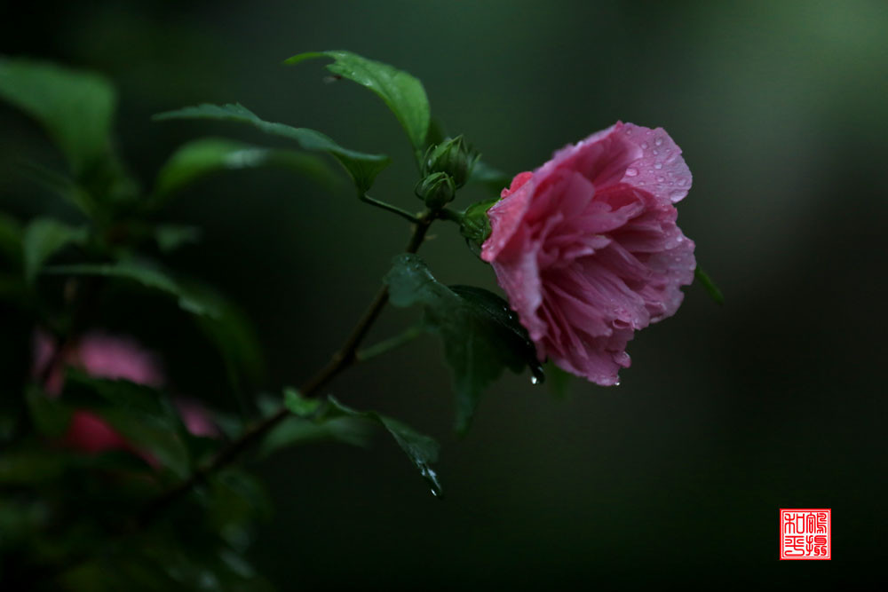 点击大图看下一张：秋雨雨后木槿花