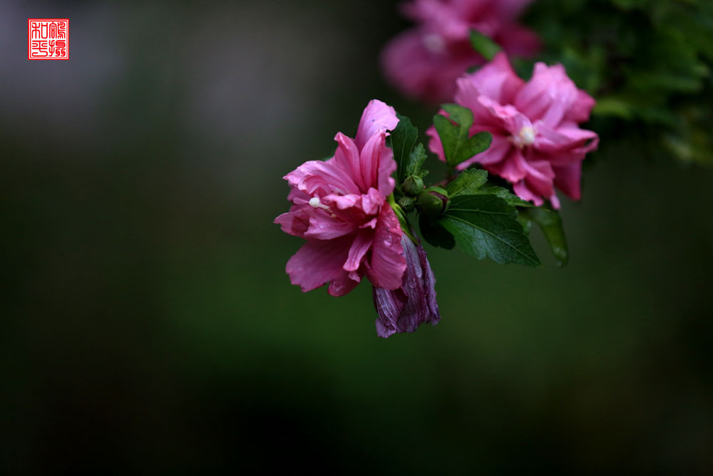 点击大图看下一张:秋雨雨后木槿花