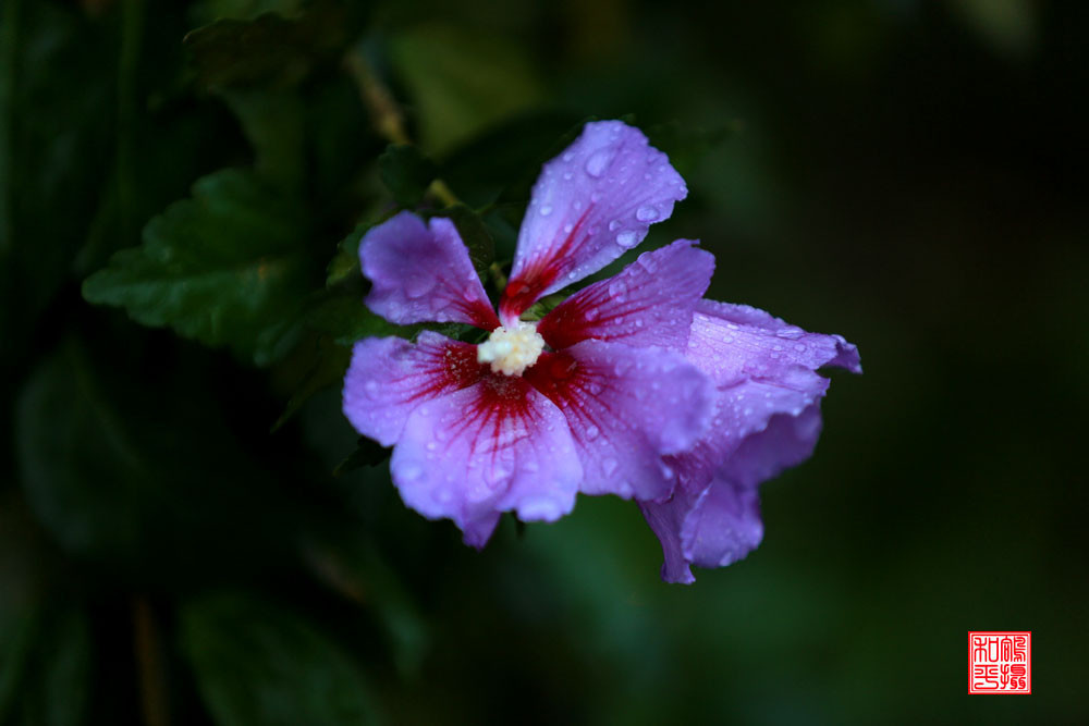 点击大图看下一张：秋雨雨后木槿花