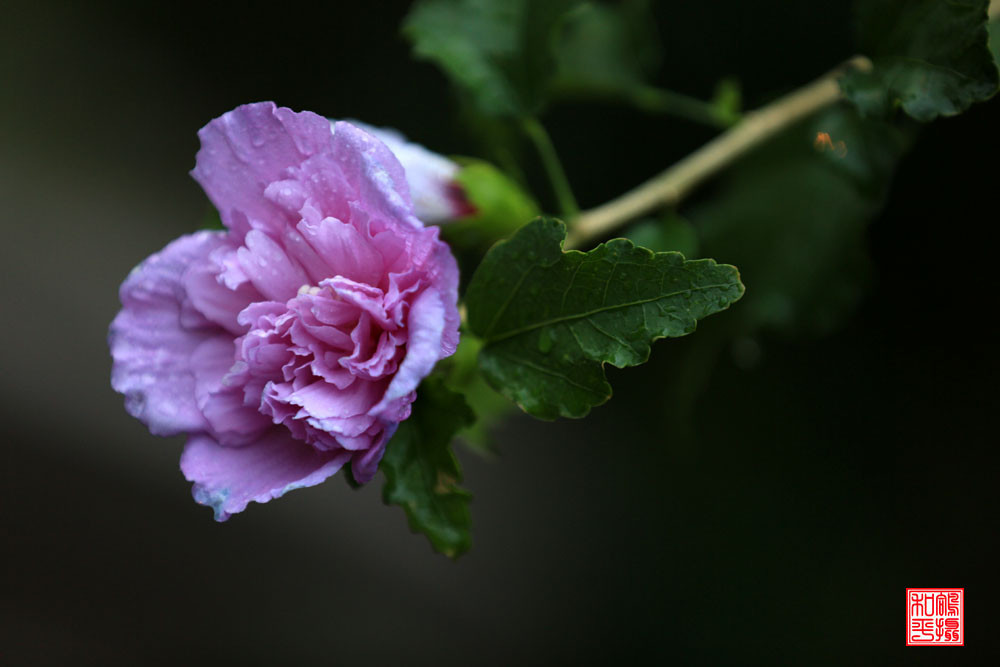 点击大图看下一张：秋雨雨后木槿花