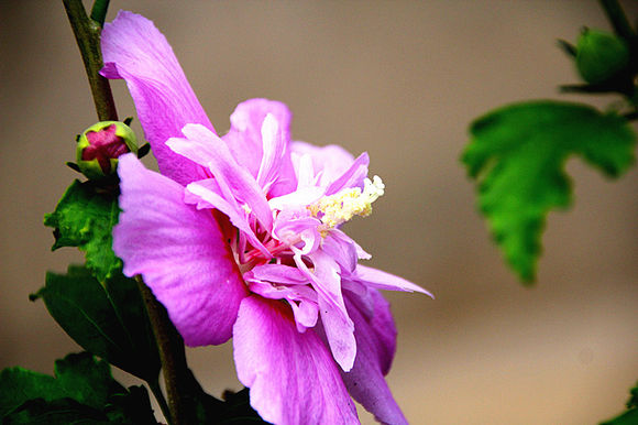 点击大图看下一张：鲜艳美丽木槿花