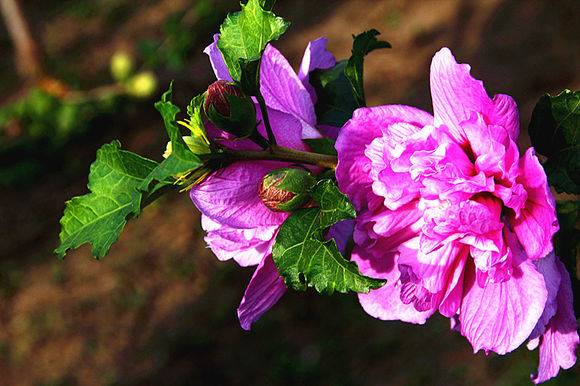 点击大图看下一张：鲜艳美丽木槿花